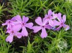 .Phlox subulata Moerheimii