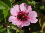 .Potentilla nepalensis Miss Willmott