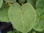 .Rheum palmatum var. tanguticum