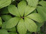 Kastanjerodgersia, Rodgersia aesculifolia