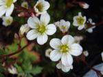 .Saxifraga arendsii Alba