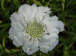 .Scabiosa caucasica Perfecta Alba