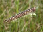 .Bouteloua gracilis
