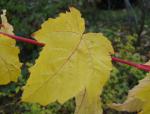 Rotrindiger Ahorn mit gelbem Herbstlaub