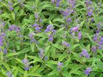 Bartblume Grand Bleu ®