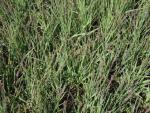 .Molinia caerulea Moorhexe