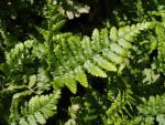 .Dryopteris affinis