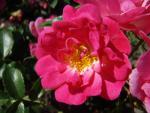 Rosa Bad Wörishofen, Rosa Pink Emely