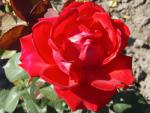 Rosa Grande Amore
