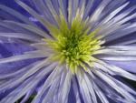 Clematis Crystal Fountain mit weit geöffneten hellvioletten bis blauen Blüten