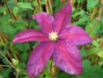 Die rotviolette Blüte von Clematis Sunset