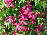 Clematis viticella Mme Julia Correvon