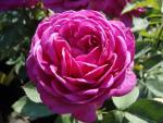 Rosa Old Port