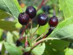 Schwarze Früchte bei Crataegus chlorosarca