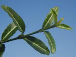 Euonymus fortunei Wolong Ghost