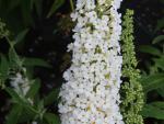 Buddleja Dart's Ornamental White