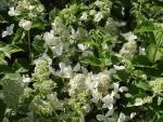 Hydrangea paniculata Pink Lady in Blüte