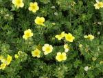 Potentilla fruticosa goldteppich