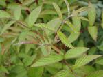 Frischer Austrieb bei Rubus coreanus Dart`s Mahagony