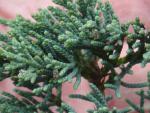 Triebspitzen von Juniperus virginiana Glauca
