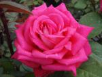 Die rote Blüte der Rose Acapella ®