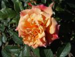 Die apricotfarbene Blüte der Rose Aloha ®