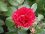Die rote Blüte der Rose Fairy Dance ®