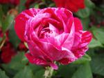 Buskros Ferdinand Pichard, Rosa Ferdinand Pichard, Remontantros Ferdinand Pichard