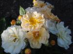 Moschataros, Gammaldags buskros Ghislaine de Feligonde, Rosa Ghislaine de Feligonde