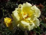 Klätterros Goldstern, Rosa Goldstern