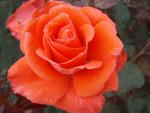 Rosa Lady Rose