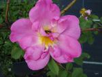Die Blüte der Rose Marguerite Hilling
