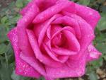 Rosa Parole