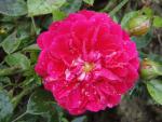 Die Blüte der Rose Roxy ®