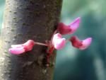 Nordamerikanischer Judasbaum, rosa Blüte