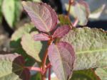 Cercidiphyllum magnificum - Storbladig Katsura