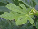 Adriafikon Brunswick, Ficus carica Brunswick