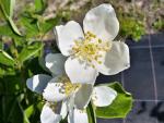 Große, weiße Blüten des Großblumigen Feldjasmins
