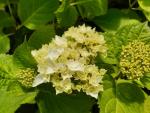 Storbladig hortensia Endless Summer The Bride, Trädgårdshortensia Endless Summer The Bride, Hydrangea macrophylla Endless Summer The Bride