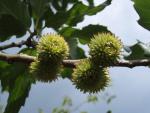 Quercus castaneifolia Green Spire mit reifenden Eicheln