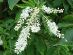 Clethra barbinervis - Japansk konvaljbuske