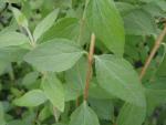 Småbladig schersmin (Philadelphus microphyllus)