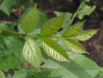 Frisch ausgetriebenes Blatt von Fraxinus mandshurica