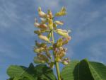 Aesculus flava in Blüte