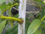 Salix daphnoides Wintersonne
