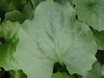 .Doronicum orientale Magnificum - Gämswurz, Gemswurz