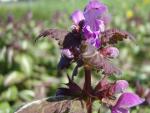 Das Alpen-Edelweiß in Blüte