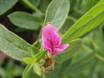 Einzelblüte des Blutweiderichs Robert