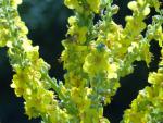 .Verbascum olympicum - Königskerze, Kandelaber-Königskerze