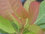 Amerikansk perukbuske, Cotinus obovatus
